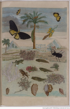 Maria Sibylla Merian - Anura y Lepidóptero - Histoire générale des insectes de Surinam et de toute l’Europe