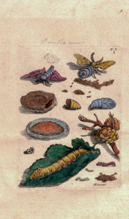 Maria Sibylla Merian - Morus - Histoire générale des insectes de Surinam et de toute l’Europe