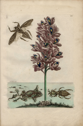 Maria Sibylla Merian - Phrynohyas venulosa, Lethocerus grandis y Eichhornia crassipes - Recueil des plantes des Indes