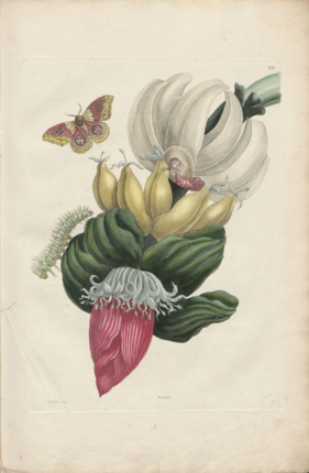 Maria Sibylla Merian - Automeris Liberia y Musa paradisiaca - Recueil des plantes des Indes